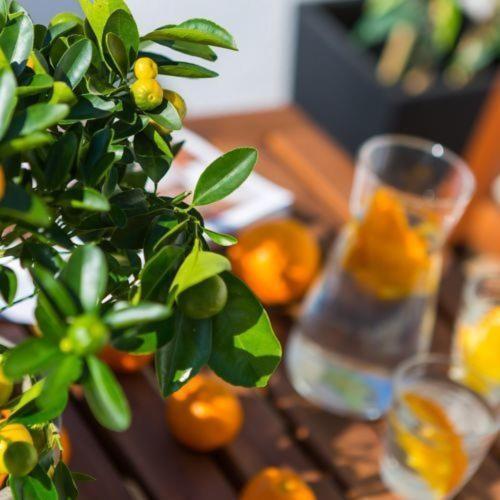 Dream Istria Holiday بوريتش المظهر الخارجي الصورة